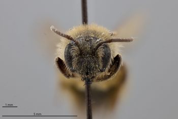 Media type: image;   Entomology 772945 Aspect: head frontal view